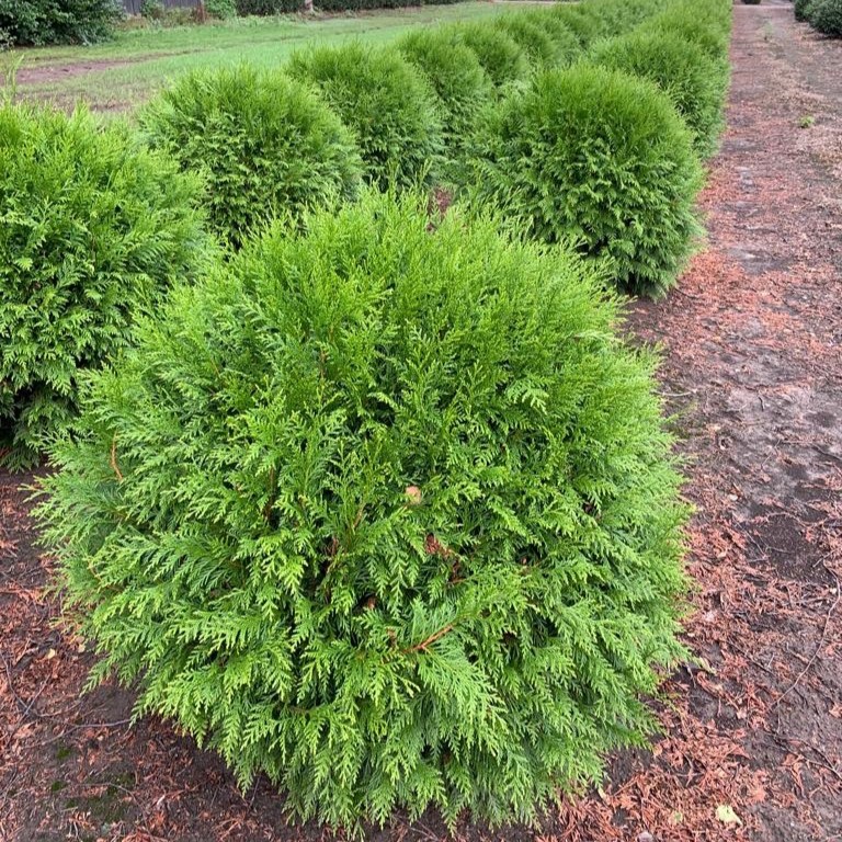 205139_THOBRABA_2022-09-13_TAG0_geen_02d239c226d4a9153a1d71ccc1c6d583