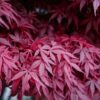 Acer palmatum Atropurpureum