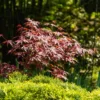 Acer palmatum Atropurpureum