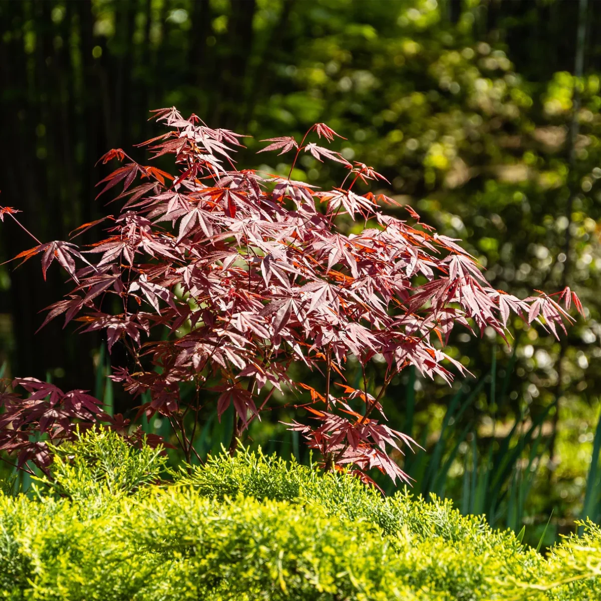 Acer palmatum Atropurpureum