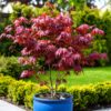 Acer palmatum Atropurpureum