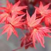 Acer palmatum Beni Maiko