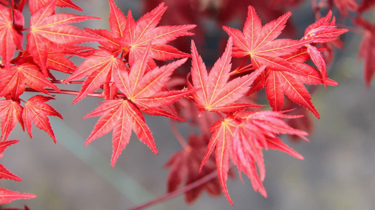 Acer palmatum Beni Maiko
