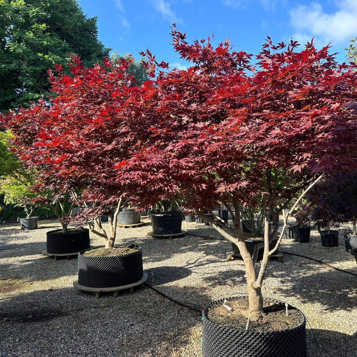 Acer palmatum Bloodgood