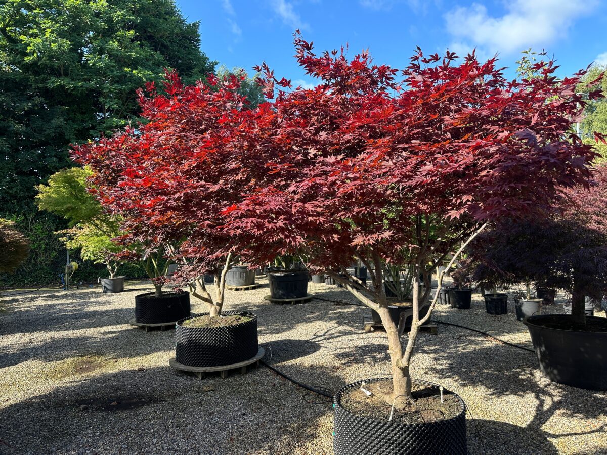 acer-palmatum-bloodgood-01 Acer palmatum Bloodgood