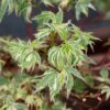 Acer palmatum Butterfly