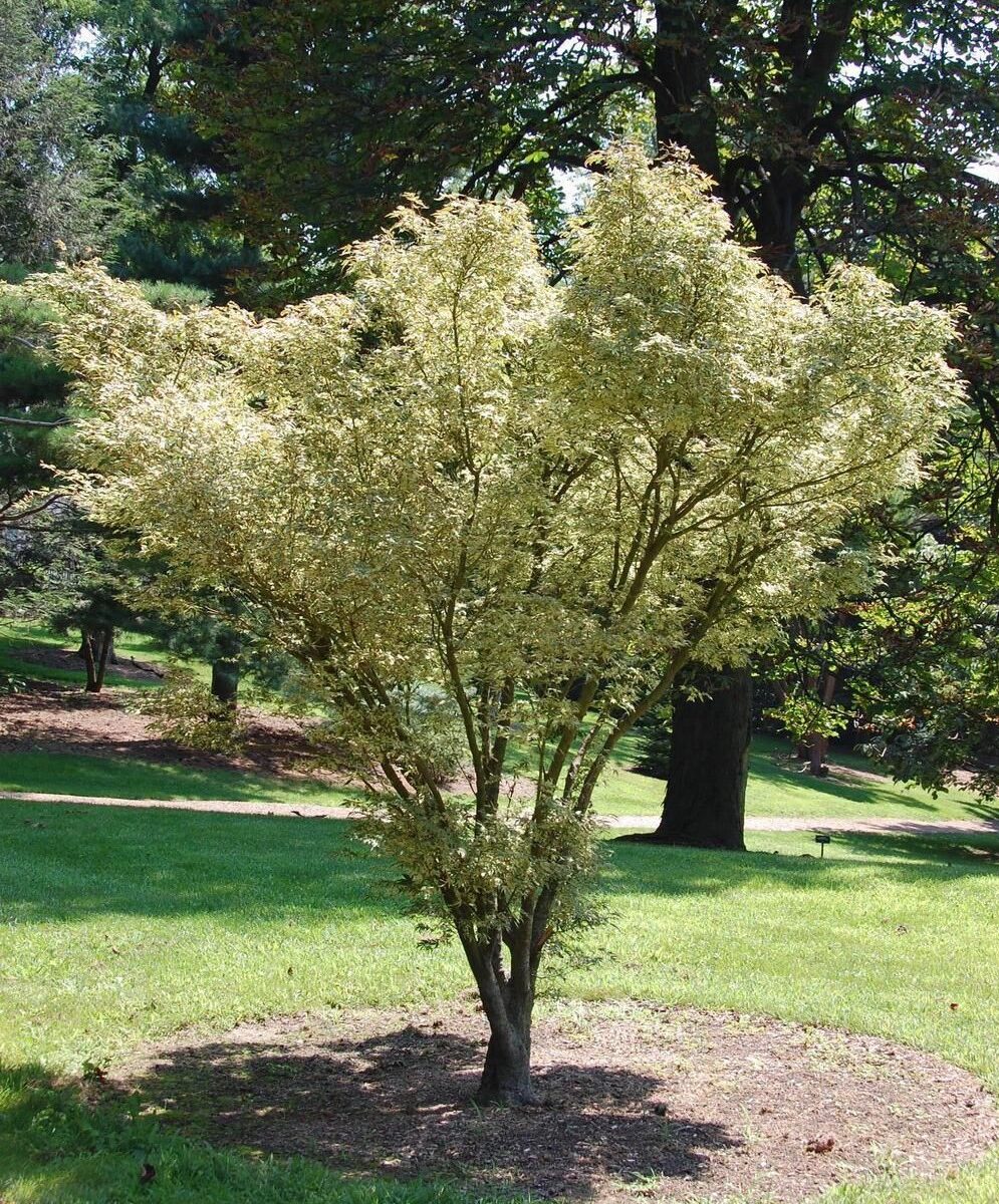 Acer palmatum Butterfly