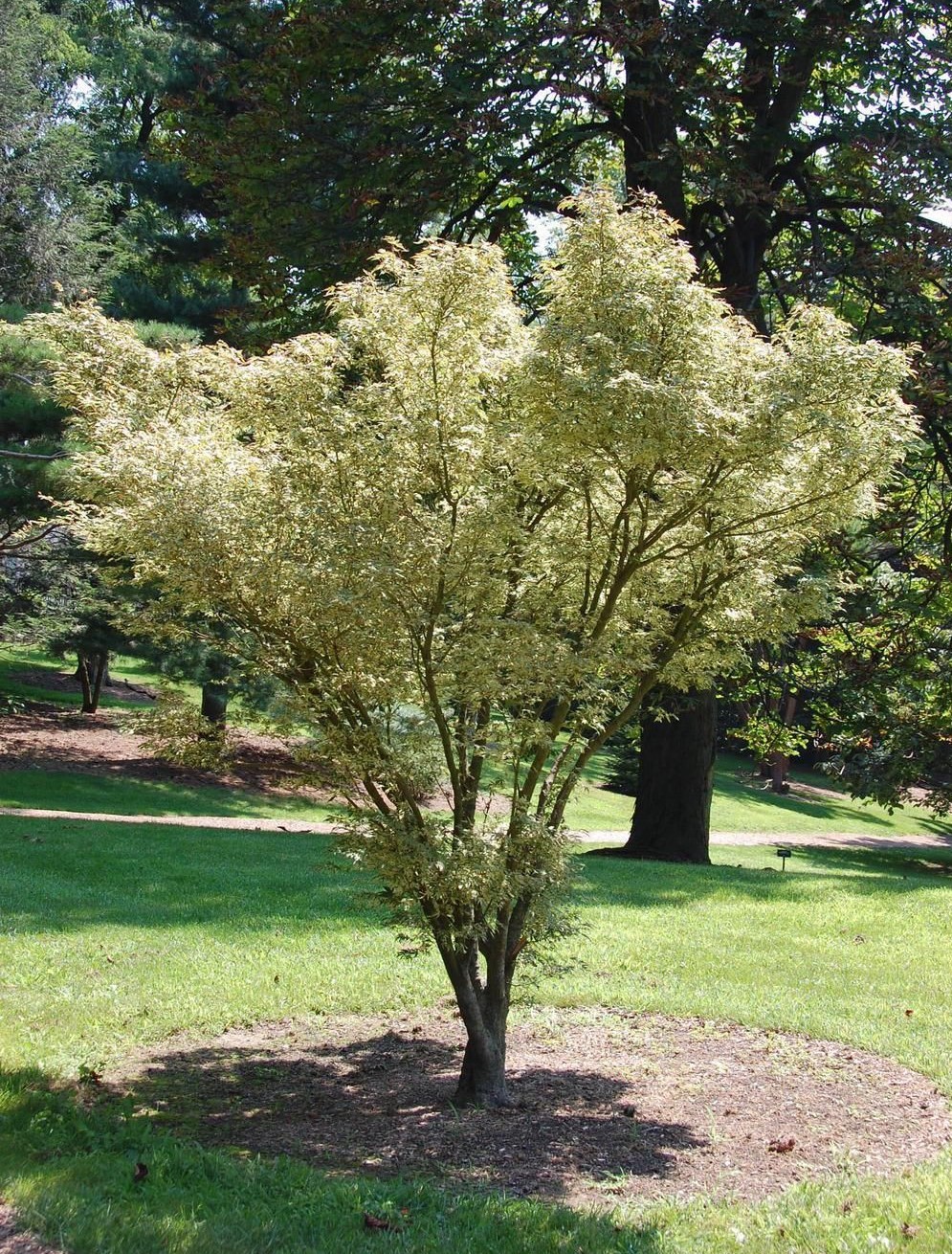Acer palmatum Butterfly