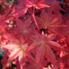 Acer palmatum Deshojo