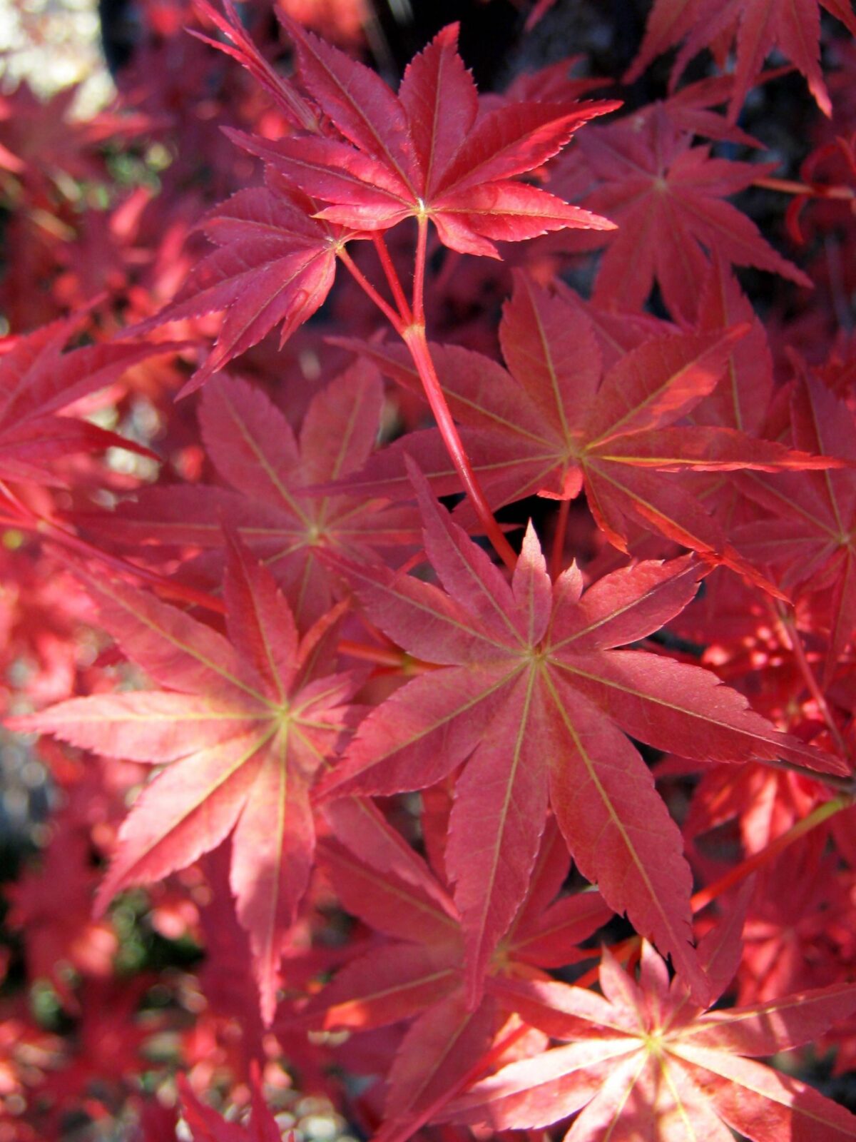Acer palmatum Deshojo