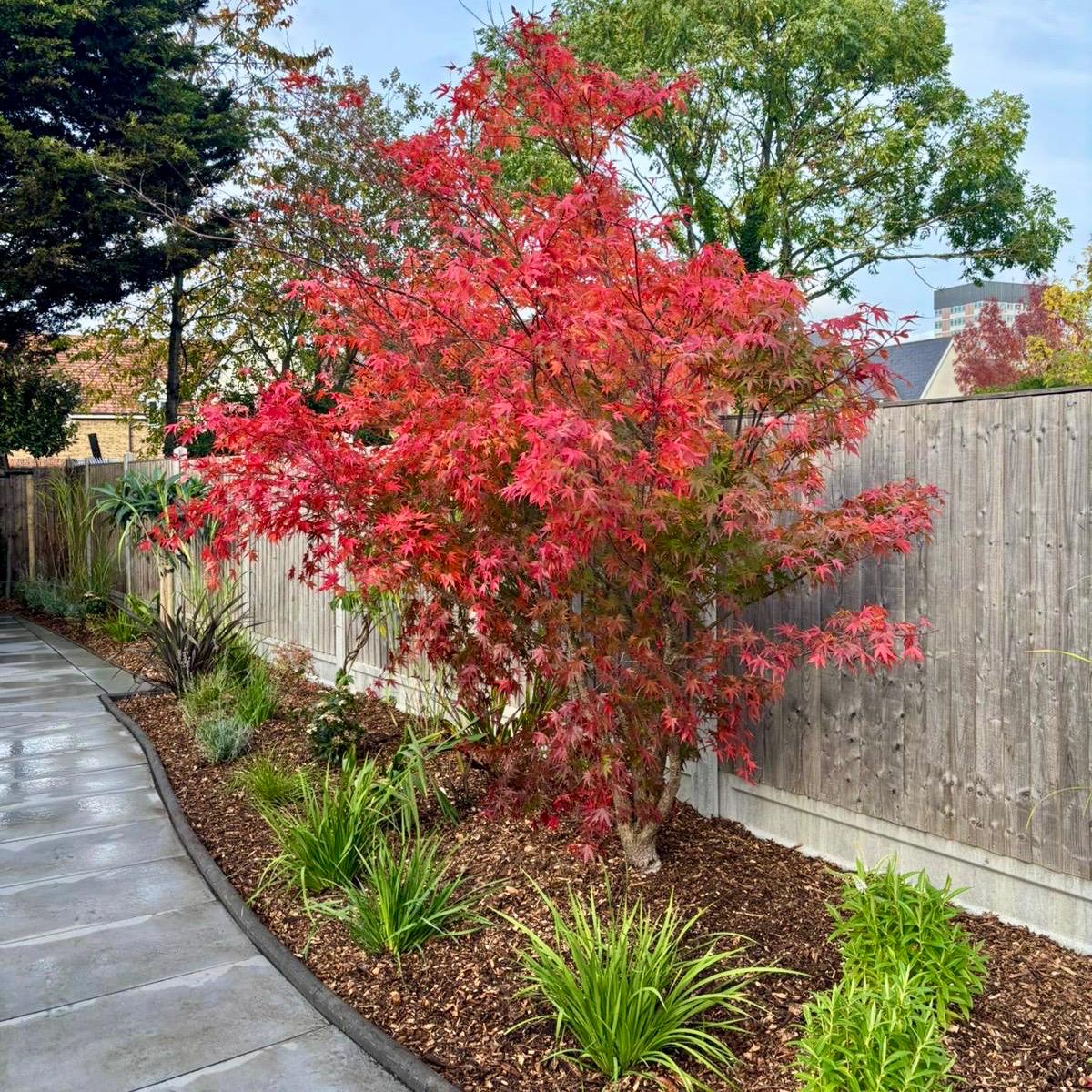 Acer palmatum Deshojo