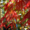 Acer palmatum Garnet