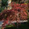 Acer palmatum Garnet