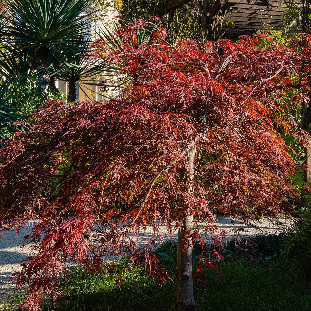 Acer palmatum Garnet