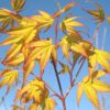 Acer palmatum Katsura