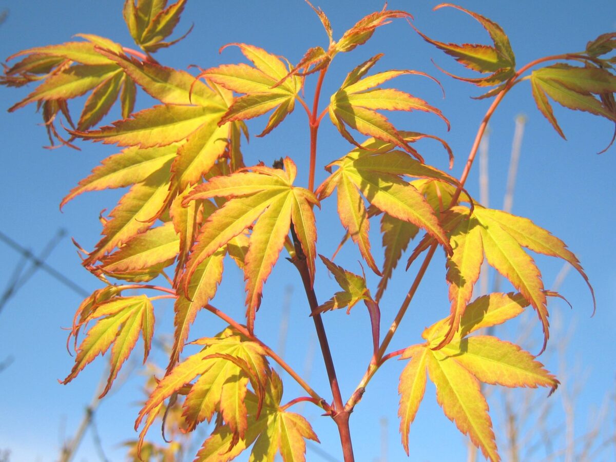 Acer palmatum Katsura