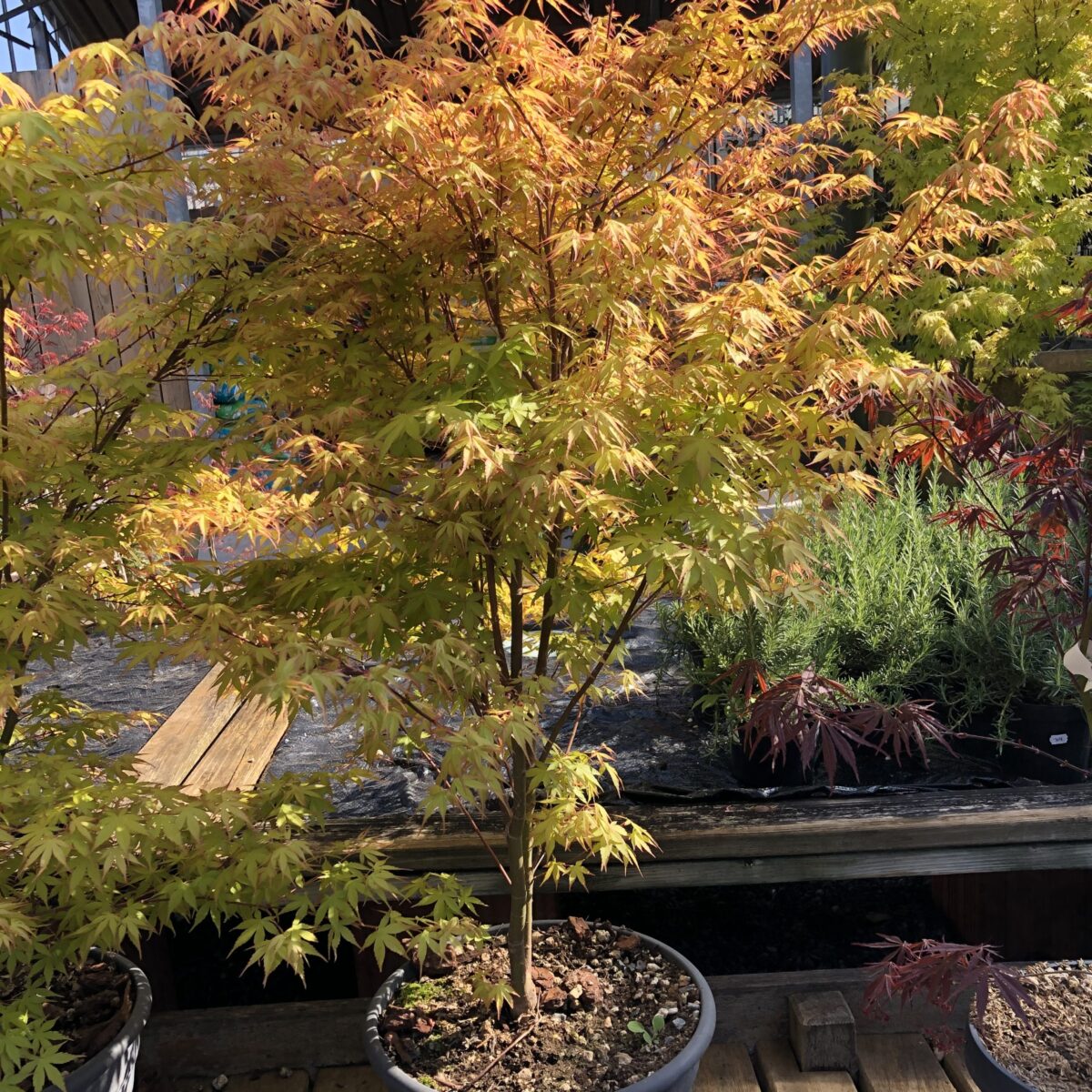 Acer palmatum Katsura