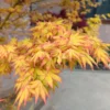 Acer palmatum Orange Dream