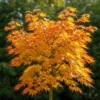 Acer palmatum Orange Dream