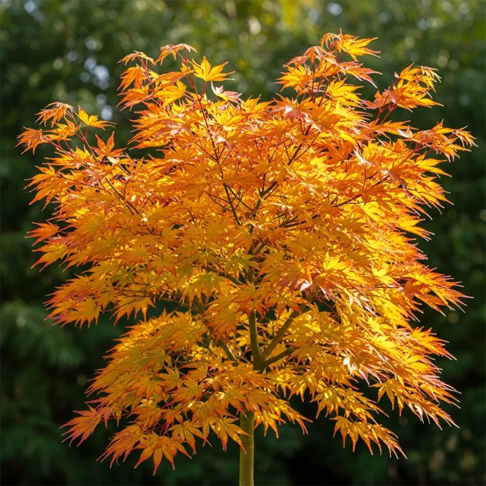 Acer palmatum Orange Dream