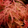 Acer palmatum Orangeola