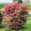 Acer palmatum Orangeola