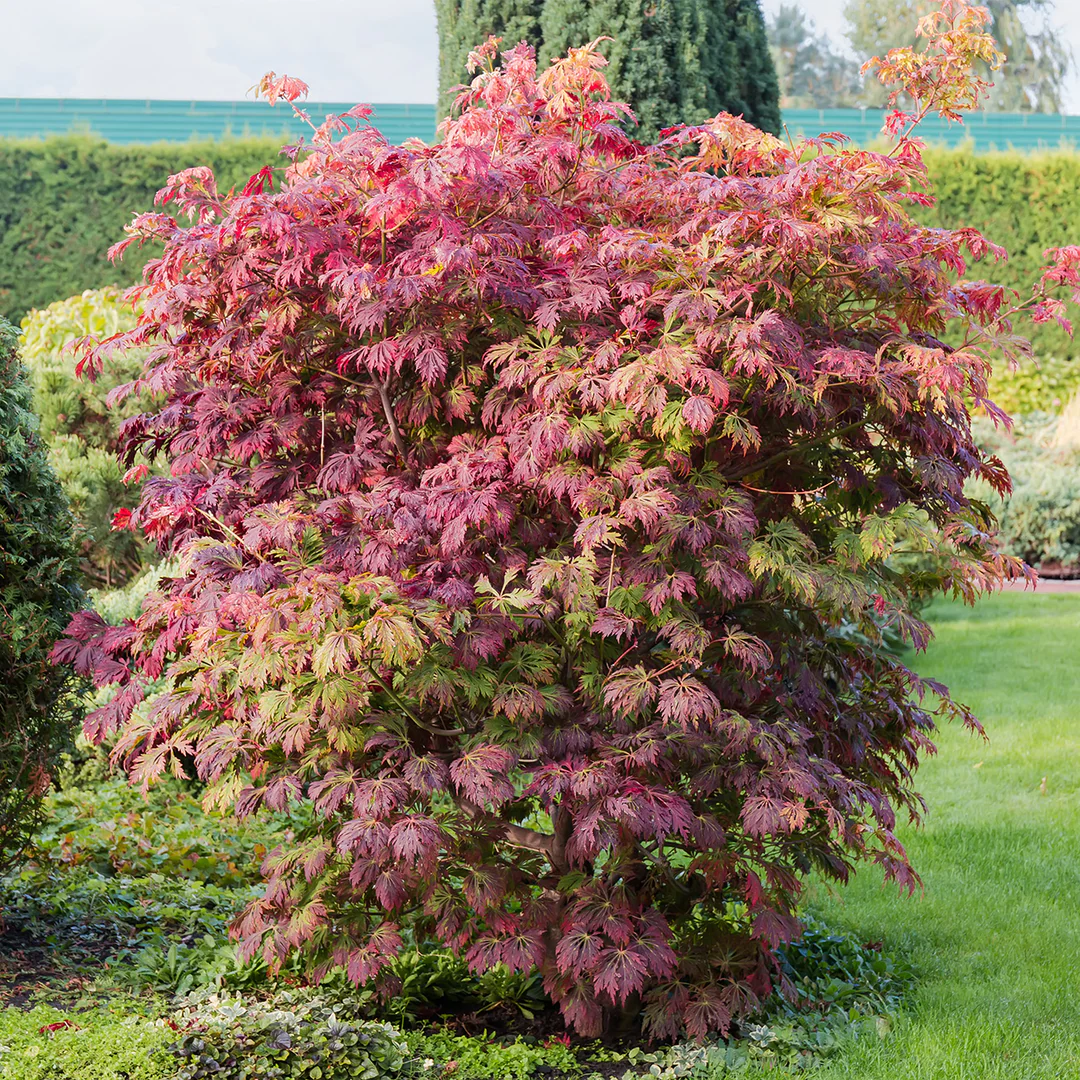 Acer palmatum Orangeola