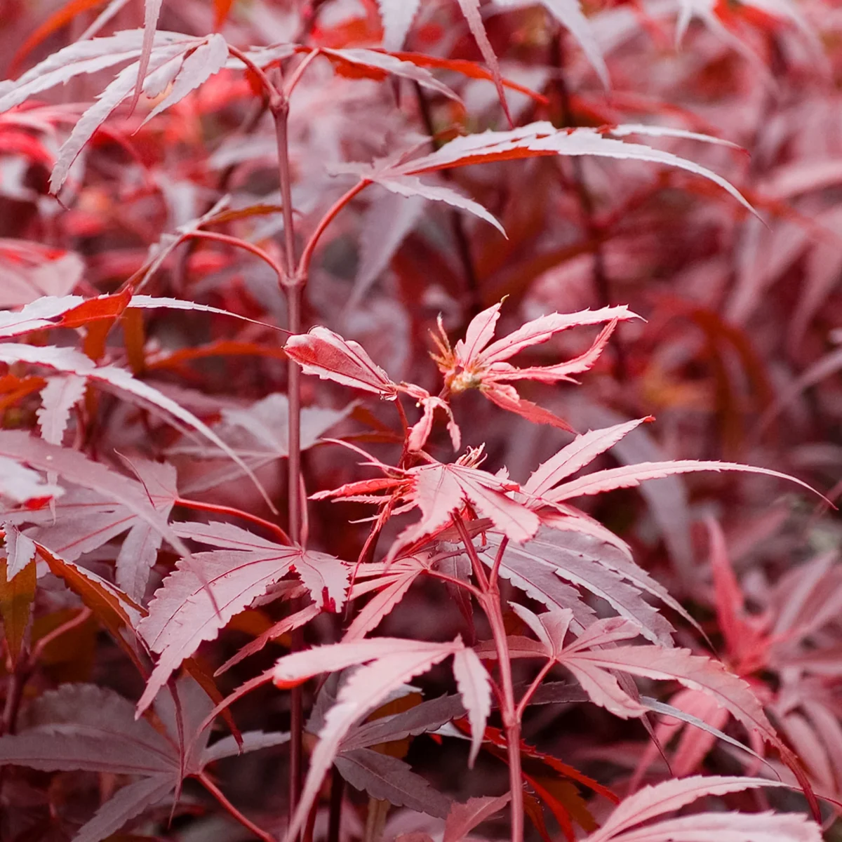 Acer palmatum Shaina