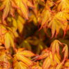 acer-palmatum-ueno-yama-01 Acer palmatum Ueno Yama