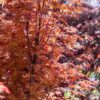 Acer palmatum Wilson`s Pink Dwarf