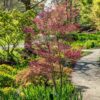 Acer palmatum Wilson`s Pink Dwarf
