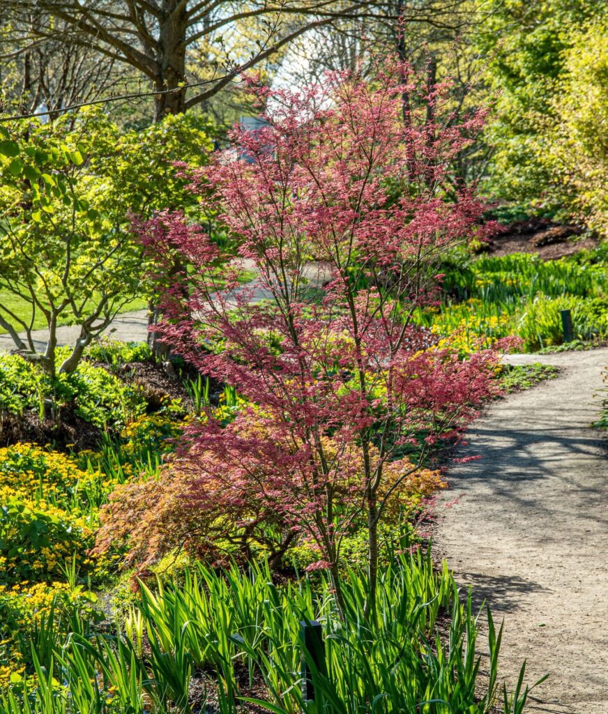Acer palmatum Wilson`s Pink Dwarf