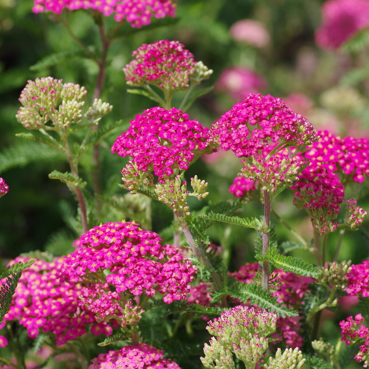 achillea-01 Achillea