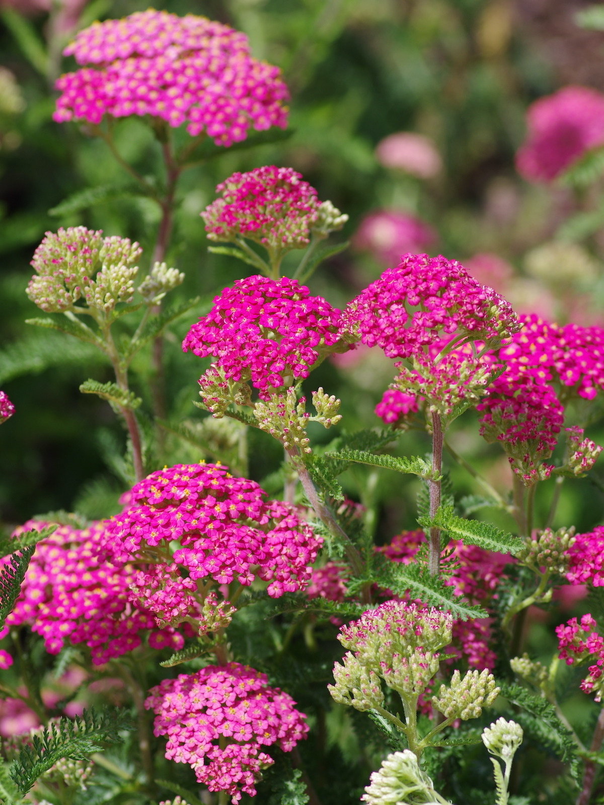 achillea-01 Achillea