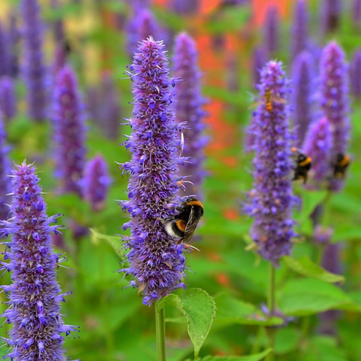 agastache-01 Agastache