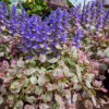 ajuga-burgundy-glow Ajuga Burgundy Glow