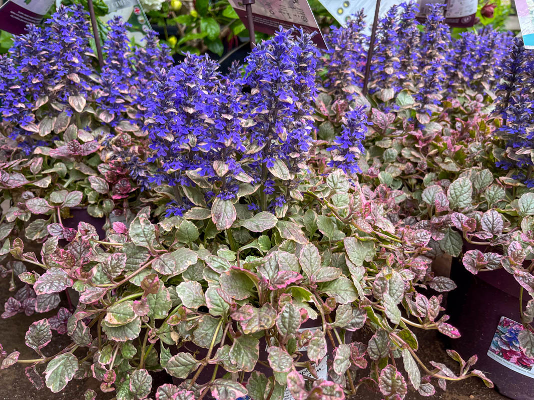 ajuga-burgundy-glow Ajuga Burgundy Glow