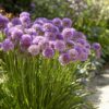allium Allium Millenium