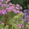 aster Aster