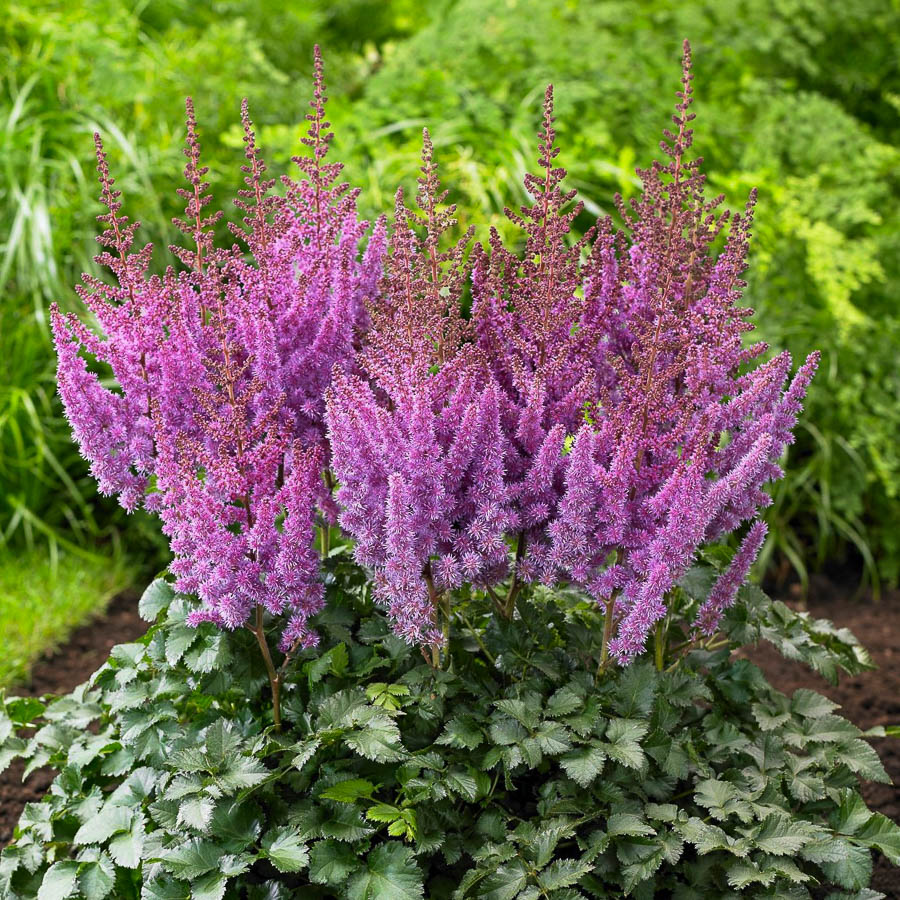 astilbe-purple-rain Astilbe Purple Rain