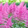 Astilbe Sunny Day