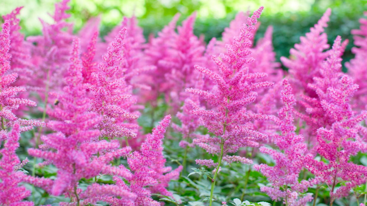 astilbe-sunny-day Astilbe Sunny Day