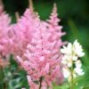 astilbe-wonderful-day-01 Astilbe Wonderful Day