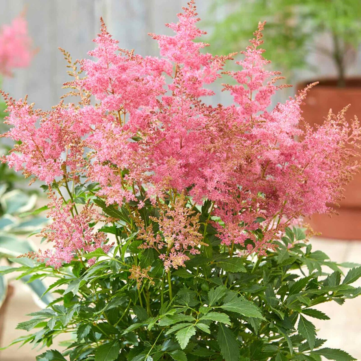 astilbe-wonderful-day Astilbe Wonderful Day