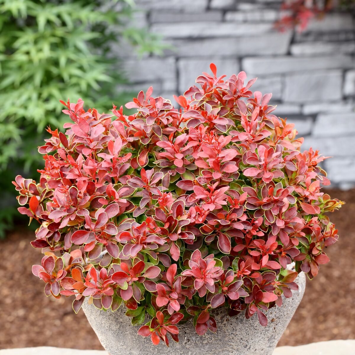 berberis-admiration Berberis Admiration