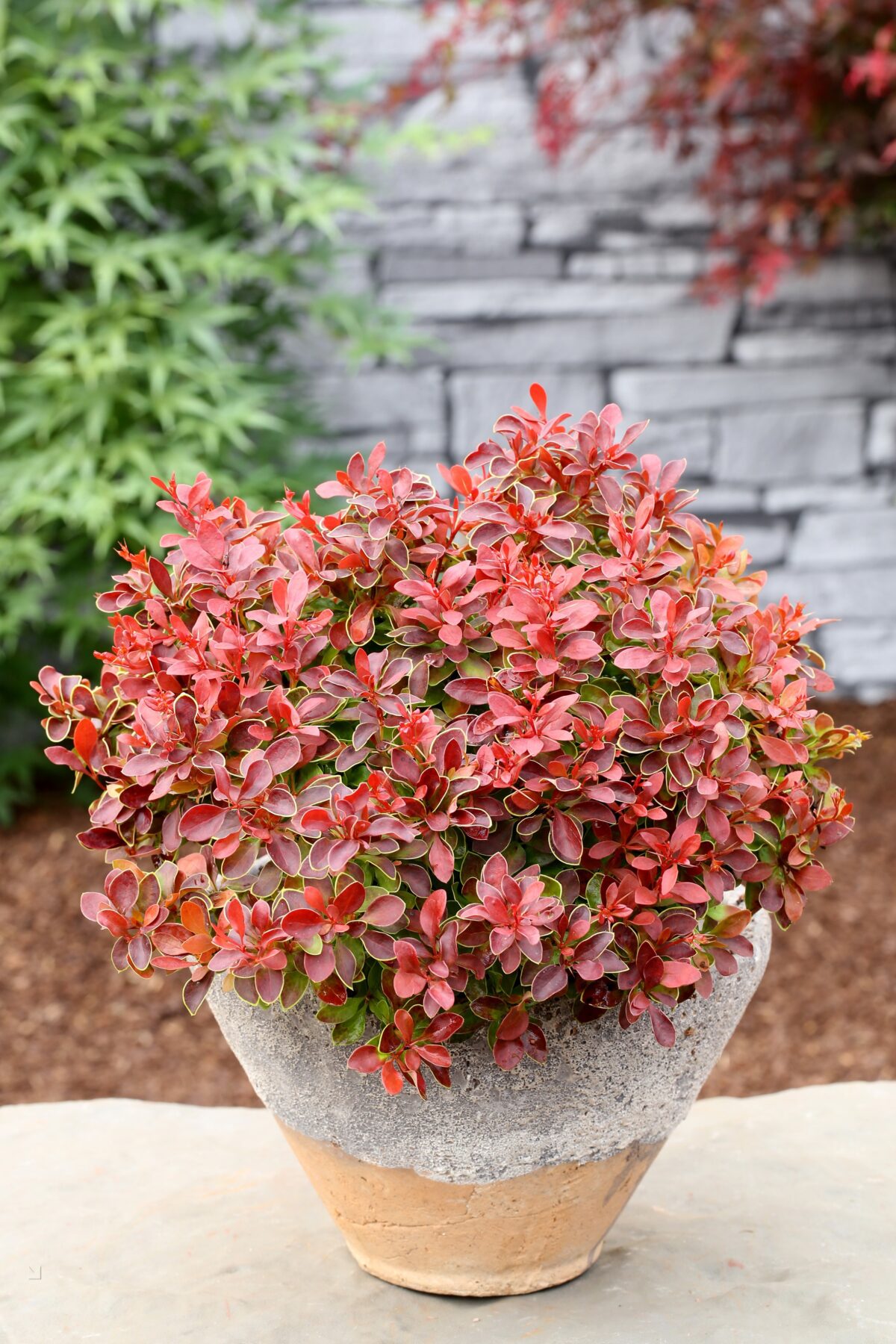 berberis-admiration Berberis Admiration