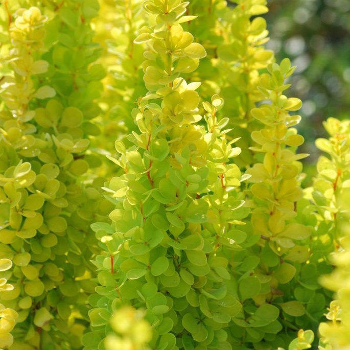 berberis-golden-torch Berberis Golden Torch