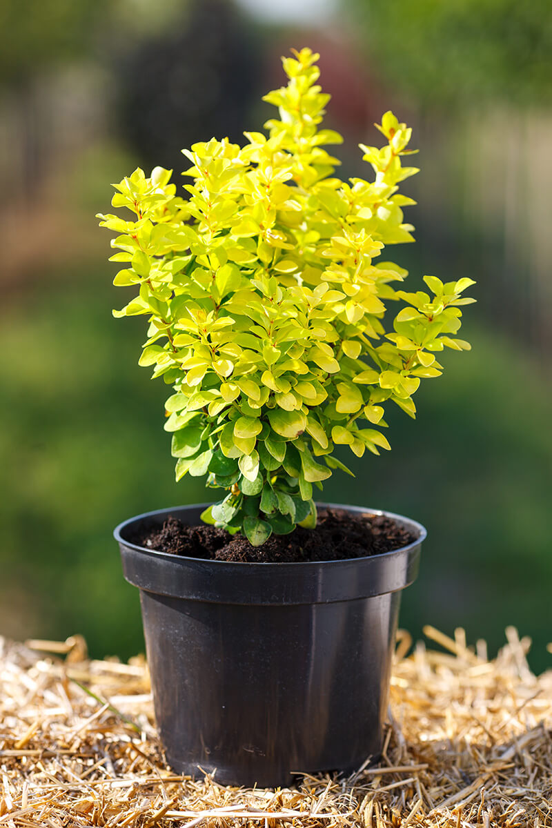 berberis-maria Berberis Maria