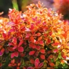 Berberis Neon