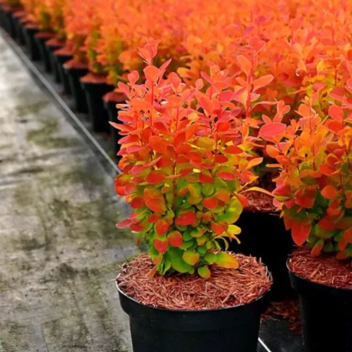 berberis-orange-ice Berberis Orange Ice